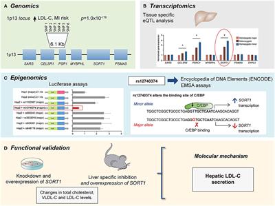 Relevance of Multi-Omics Studies in Cardiovascular Diseases